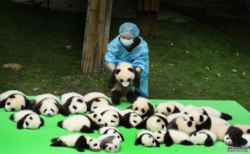 23只大熊猫幼崽首秀“熊猫瘫”