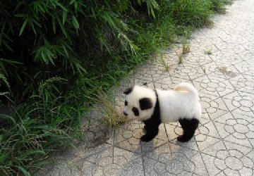 出门遛熊猫，威风极了