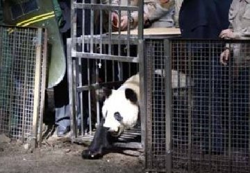 全球首次放归两只雌性大熊猫